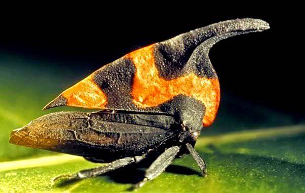 Mengenal Serangga Unik Treehoppers
