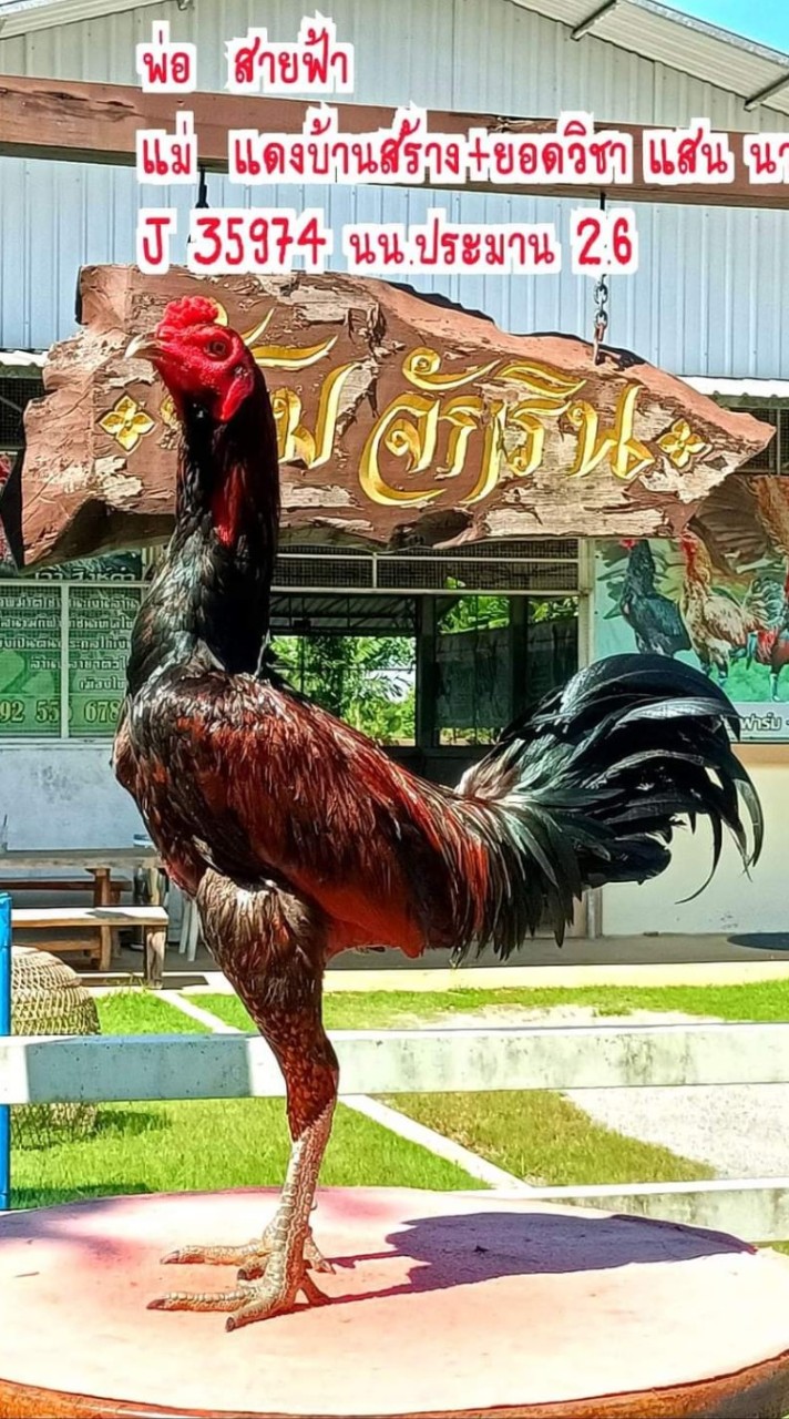 ซุ้มเอเชียบ้องทอง