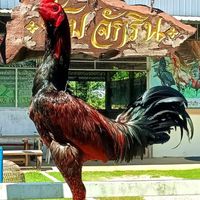 ซุ้มเอเชียบ้องทอง
