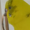 セキセイインコの悩み相談室