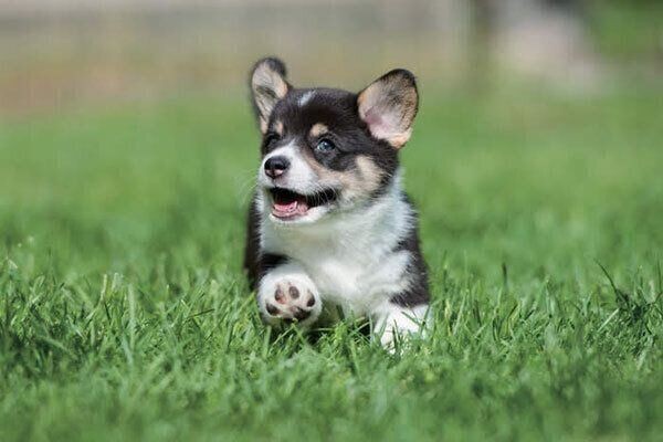 コーギーなどの足が短い犬種を飼う際の注意点とは いぬのきもちnews