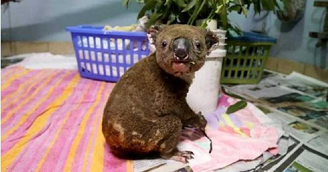 澳洲野火導致無尾熊無家可歸　動物專家：未來可能滅絕