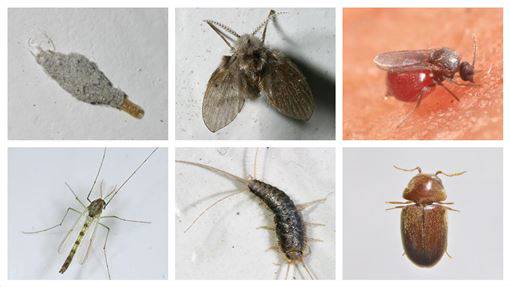 蛾蚋 衣蛾 衣魚 你認識這些室友嗎 三立新聞網 Line Today