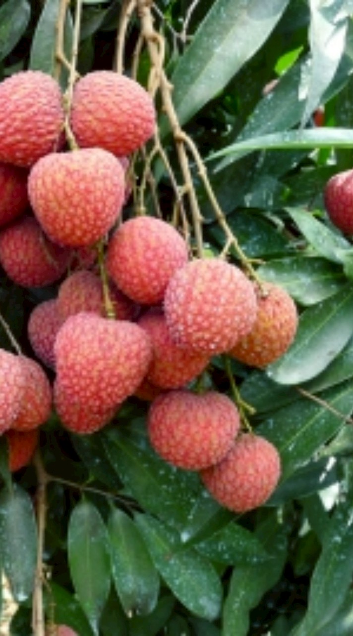 蜂蜜荔枝水果