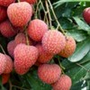 蜂蜜荔枝水果