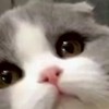 競爭者老玩家聚集地\(//∇//)\（缺金主大大）