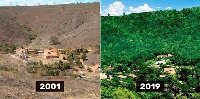 Perlu 20 Tahun untuk Memulihkan Sebuah Hutan yang Sudah Mati di Brazil