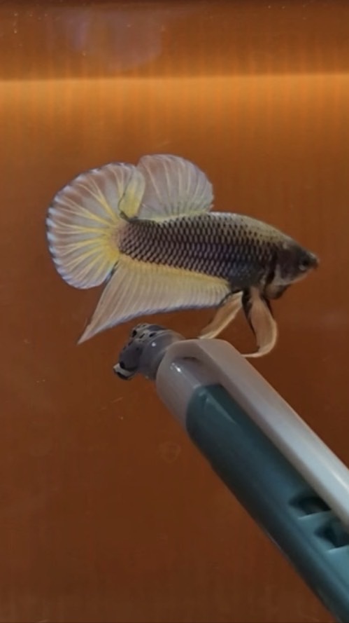 ซุปเปอร์กาย(BETTA)