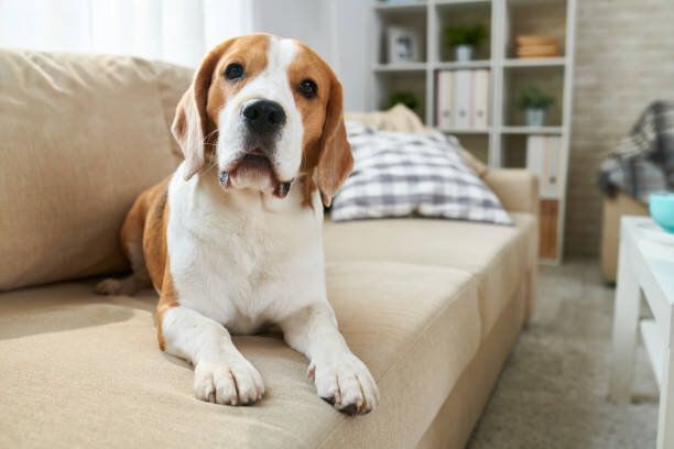 犬の お姉さん座り の注意点 病気が疑われるケースも