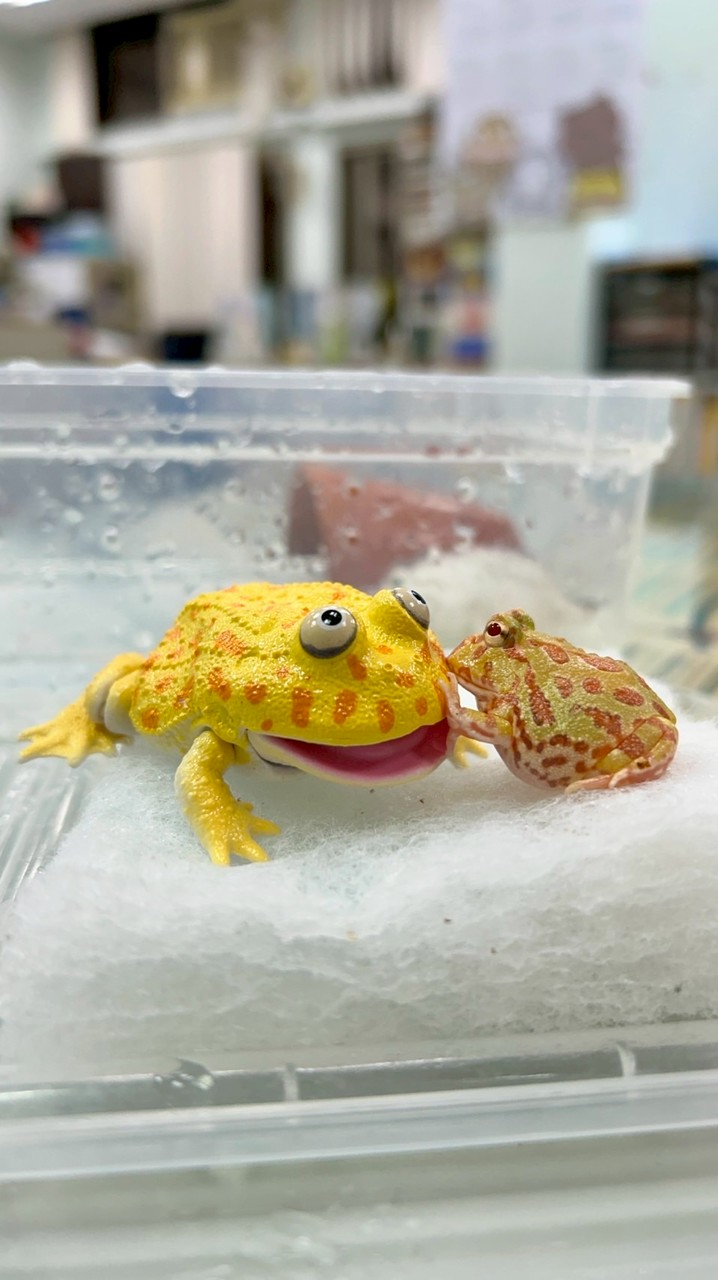 115微生物學系個人申請入學