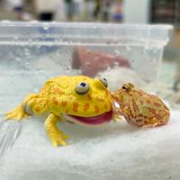 115微生物學系個人申請入學