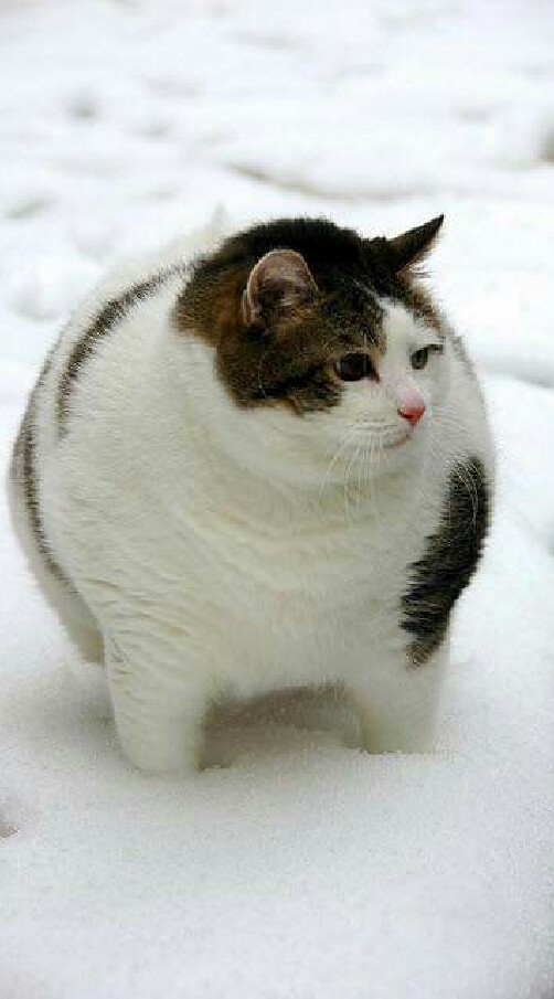 FatCaT Guild : Ro Enternal Love