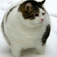 FatCaT Guild : Ro Enternal Love