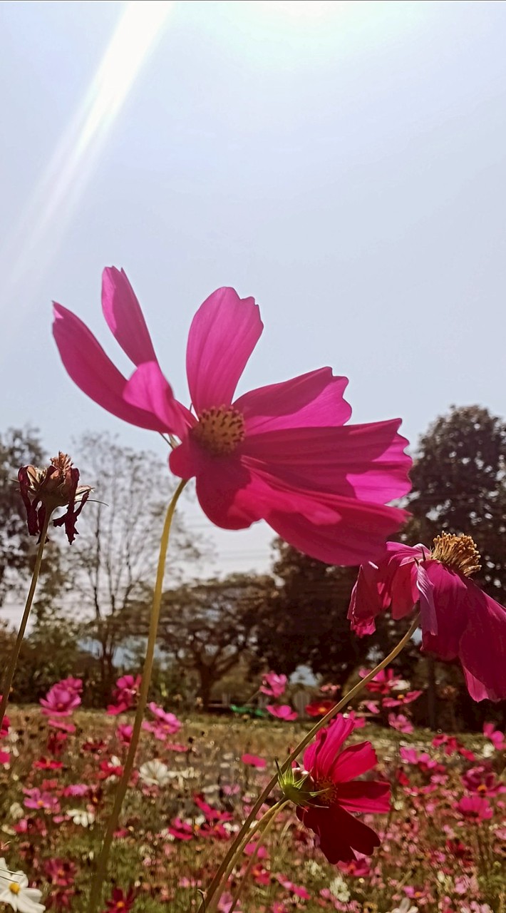 Lucky Garden