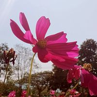 Lucky Garden