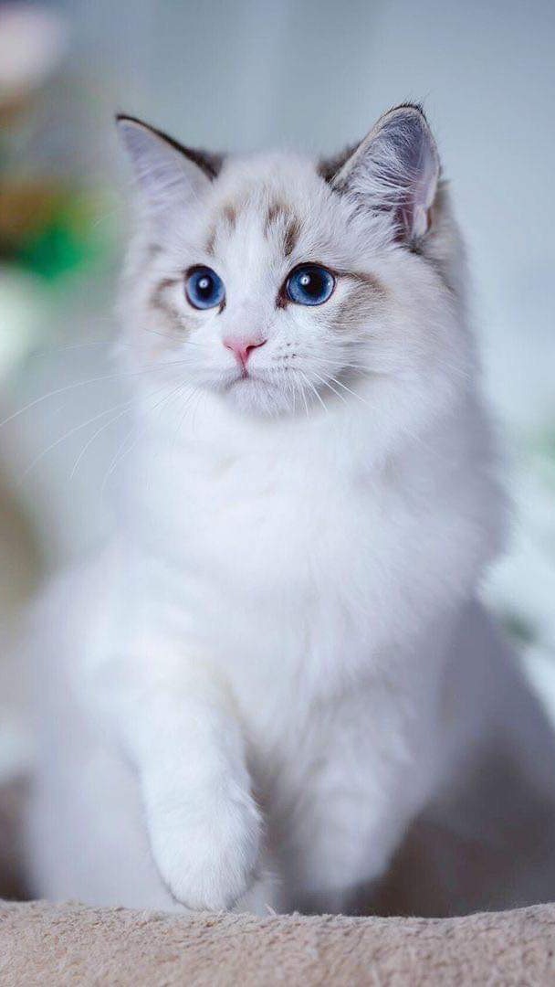 貓小姐