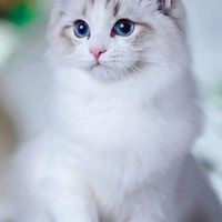 貓小姐
