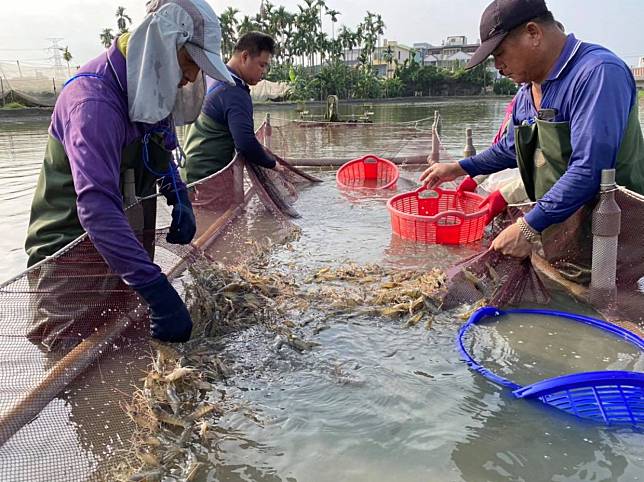 ▲屏東是台灣泰國蝦最主要的養殖地點（圖/奧丁丁市集）