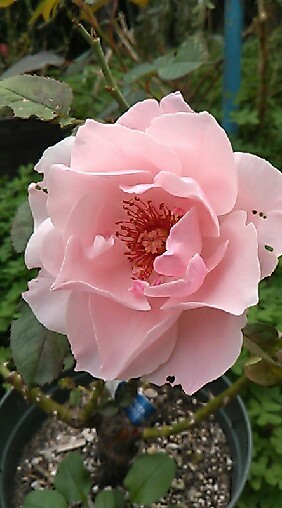 薔薇が好き🌹