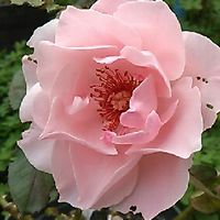 薔薇が好き🌹