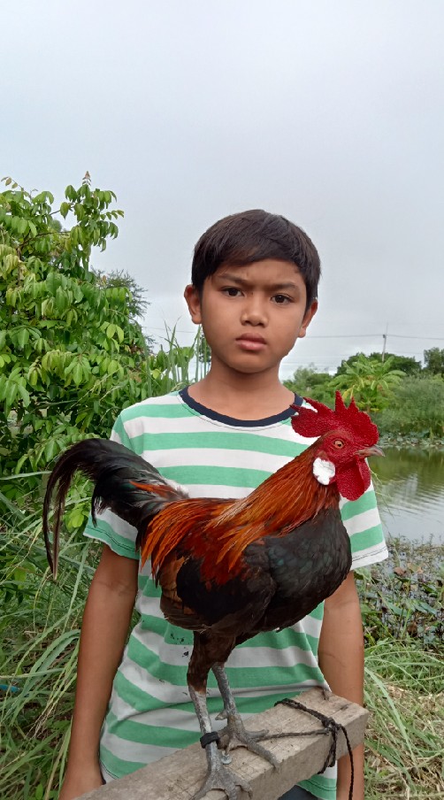 ไก่ต่อ ไก่ตั้ง ชุติมาฟาร์ม