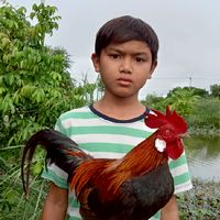 ไก่ต่อ ไก่ตั้ง ชุติมาฟาร์ม