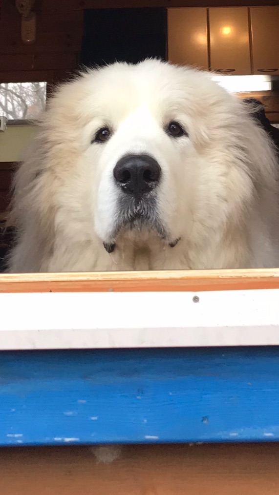 わんGP (Ｗonderful ＧreatＰyrenees)