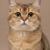 Pet Club By Bangkok-Nakarin | Vet Consult