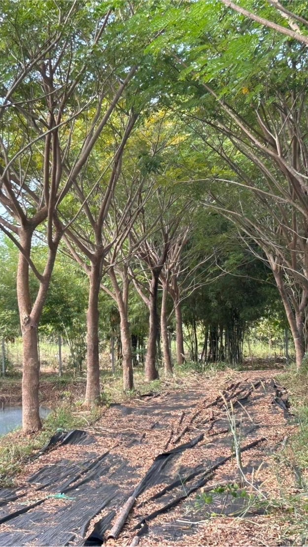 แอนนี่ชวนหาที่ดินทำสวนเกษตร