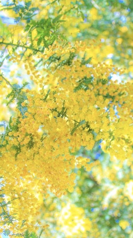 大人の雑談 癒しroom🐈40代50代60代🐈ライブトーク🍐