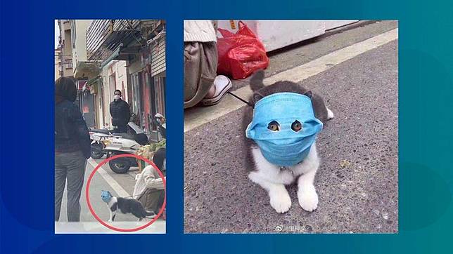 Viral Meme Of Mask Wearing Cat Turns Into A Toy Figure In Coronavirus Hit China Abacus Line Today