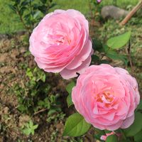 全台精品服飾&包包交流群🌸