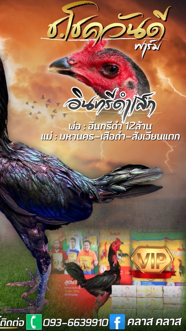 กลุ่มผสม 🦅เจ้าอินทรีดำเล็ก แบบไปกลับ