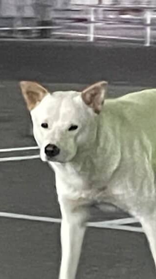 愛知県美浜町白い大型犬情報提供オープンチャット
