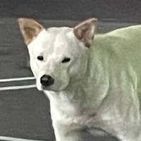 愛知県美浜町白い大型犬情報提供オープンチャット
