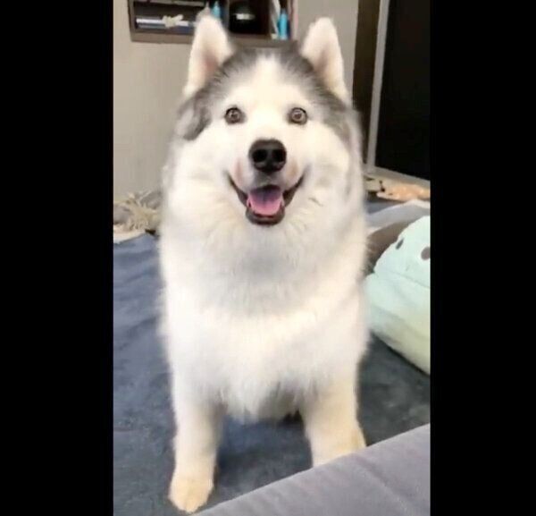 ドヤ顔で飼い主さんをおちょくるハスキー犬