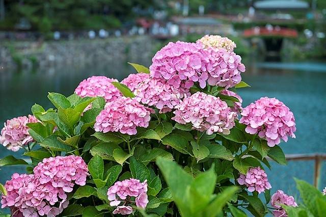 紫陽花開 漫步日本各地遇見初夏好風光 All About Japan Line Today