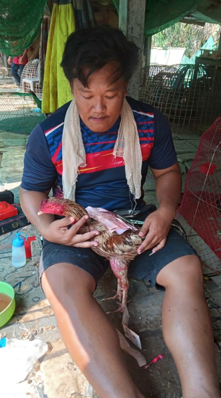 พิกุลทองฟาร์ม พม่าเท้าไฟ เบอร์แข้งฆ้อนปอนล์
