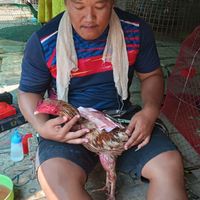 พิกุลทองฟาร์ม พม่าเท้าไฟ เบอร์แข้งฆ้อนปอนล์