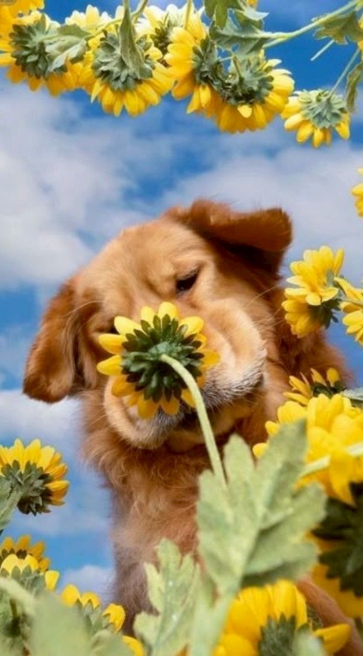 保護犬ちゃんの親戚