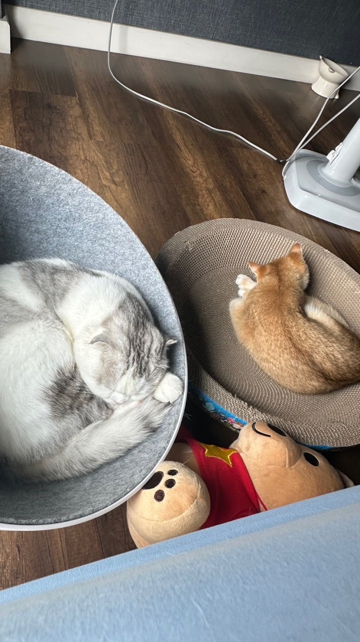 PogloveCat