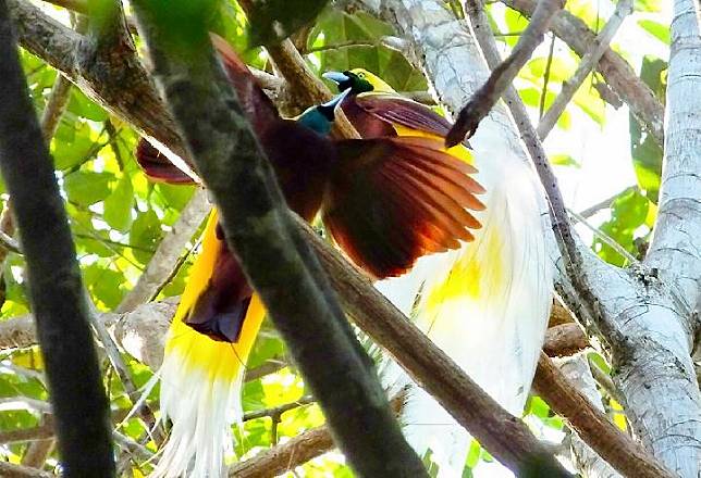 650 Koleksi Gambar Burung Merak Bali HD