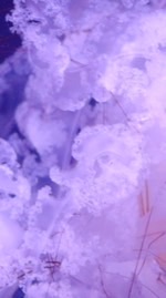 ２３：５９ 限定 ハントって ~𓏸𓈒🎀🤍𝒦𝒪𝒯𝒪🤍🎀𓈒𓏸~　:　全緩也 ‼️ ✋🏻