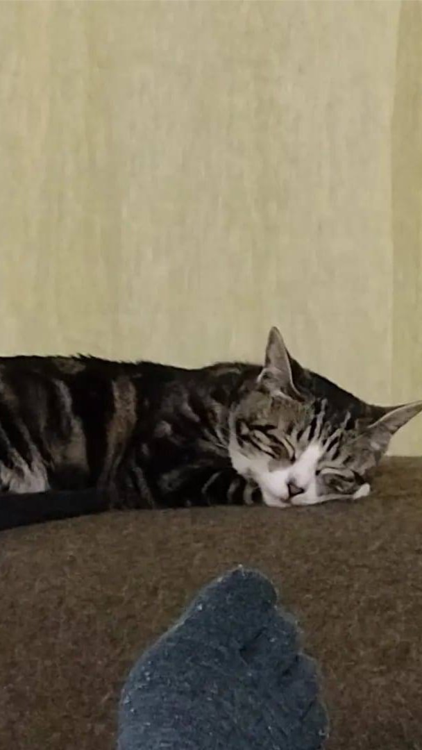 迷い猫のまーちゃん捜索チーム