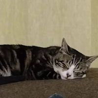 迷い猫のまーちゃん捜索チーム