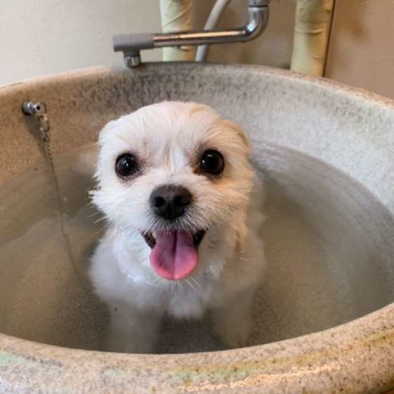 犬も湯船に入れる 自宅でシャンプーをする際の注意点