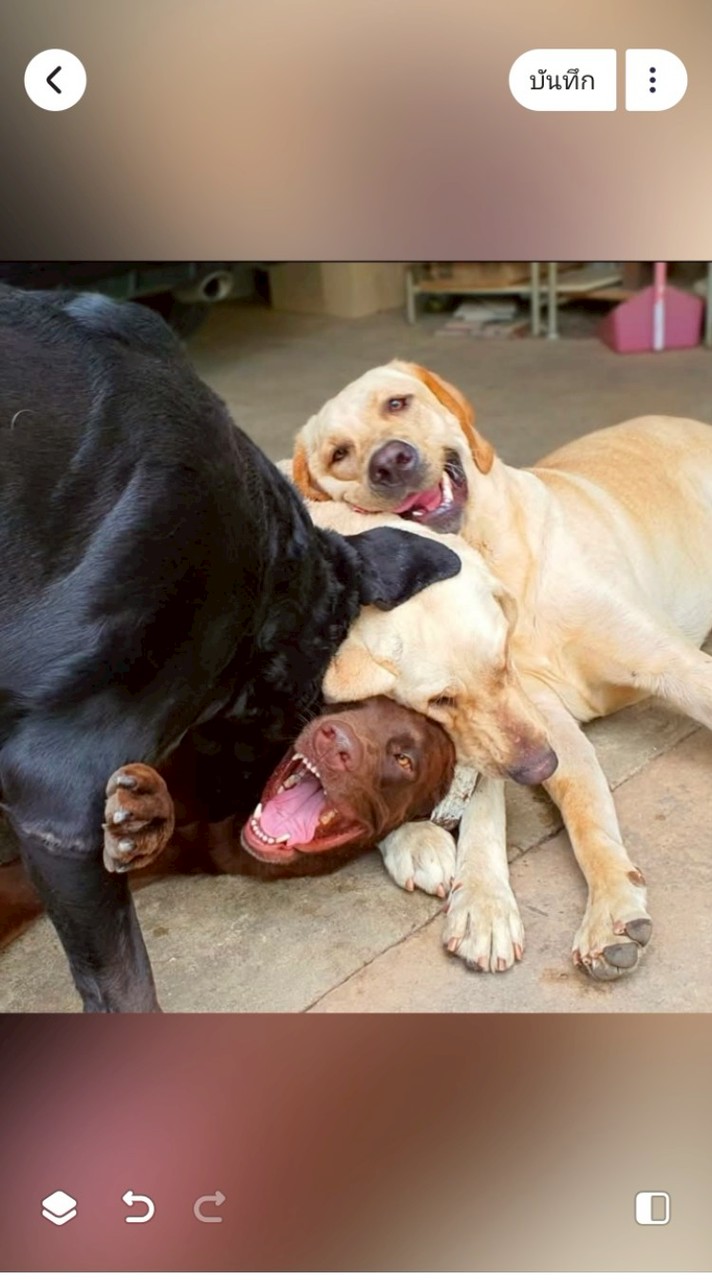 แม่นิ่ม & หมีดำแฟมิลี่