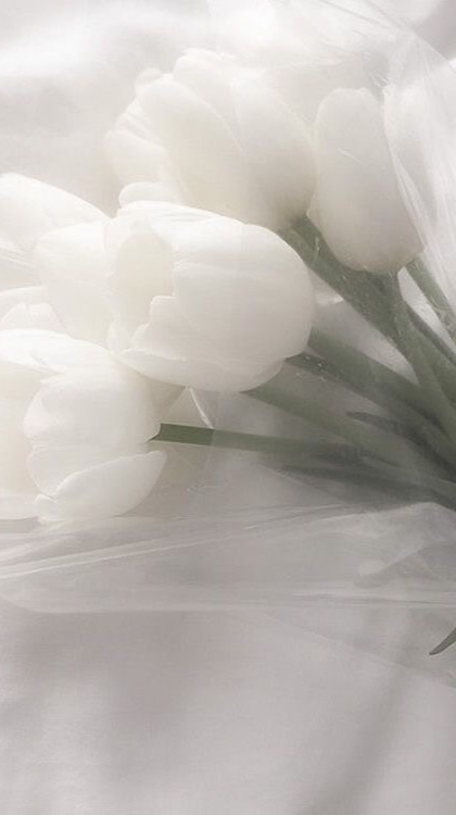 ⸝⸝⸝ 白 啵 之 鬱 ᯓ 🎧ིྀ