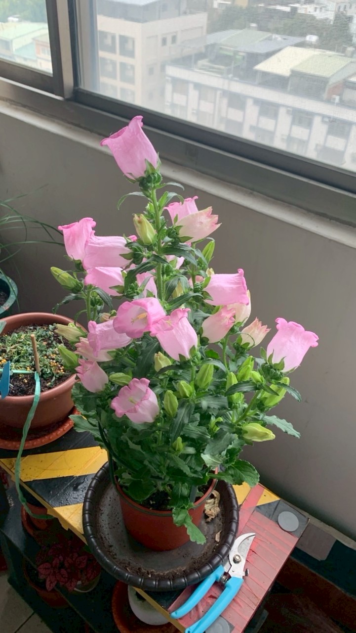 🌱花草生活與園藝分享🍃