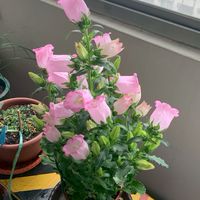 🌱花草生活與園藝分享🍃